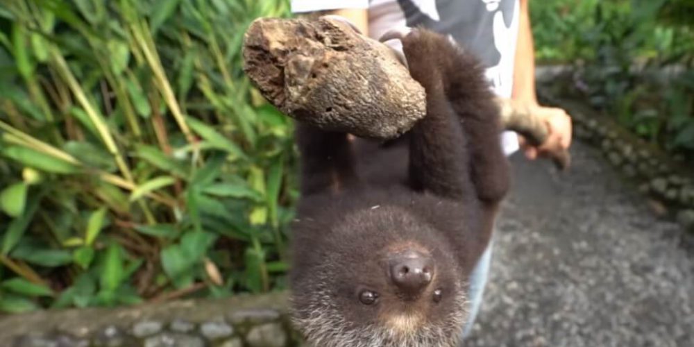 Ecuador - Wild Animal Rescue Shelter10