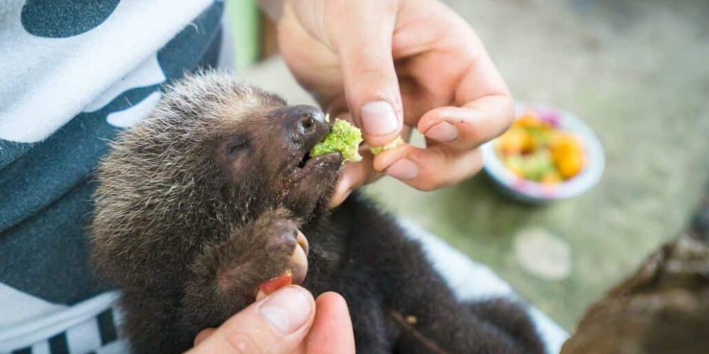 Ecuador - Wild Animal Rescue Shelter11