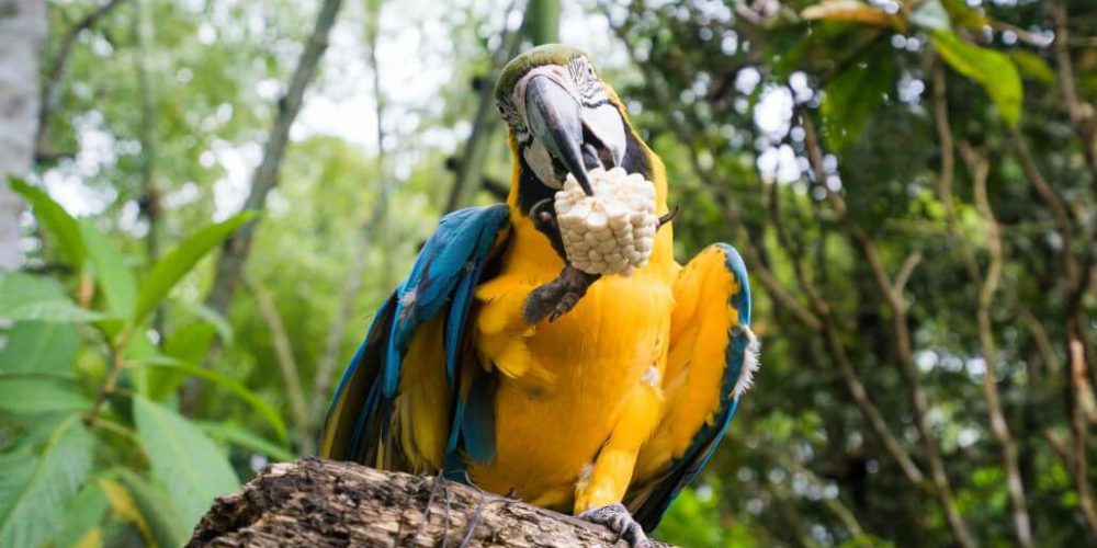 Ecuador - Wild Animal Rescue Shelter13