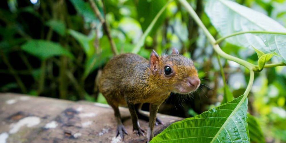 Ecuador - Wild Animal Rescue Shelter23