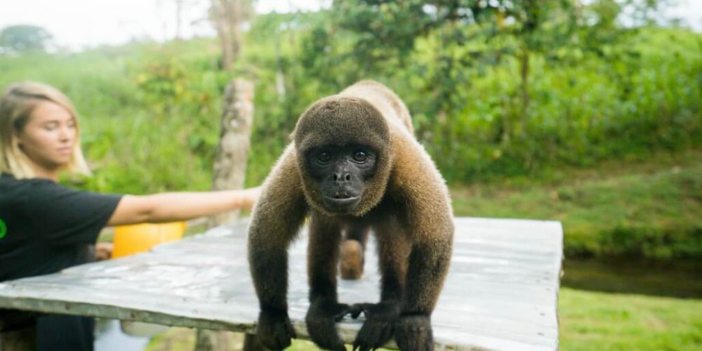 Ecuador - Wild Animal Rescue Shelter32