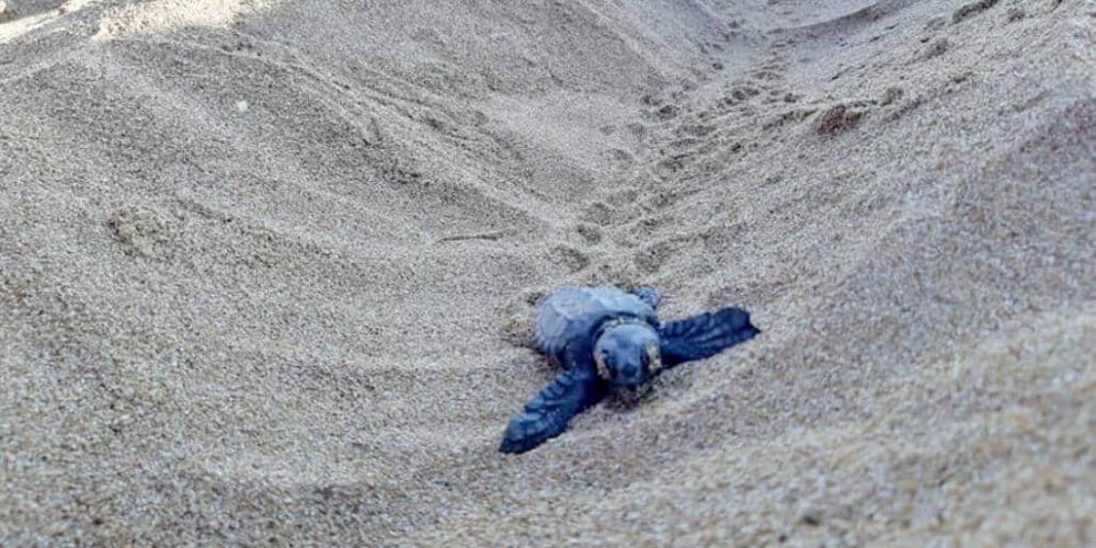 Greece - Family-Friendly Mediterranean Sea Turtle Conservation7