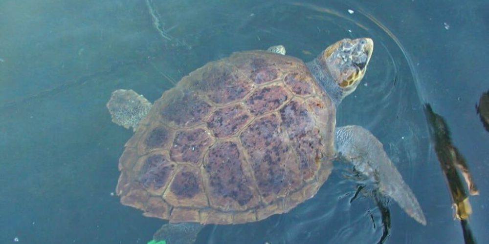 Greece - Mediterranean Sea Turtle Conservation2