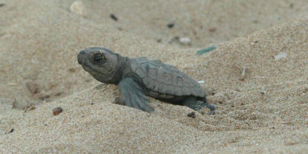 Greece - Mediterranean Sea Turtle Conservation4