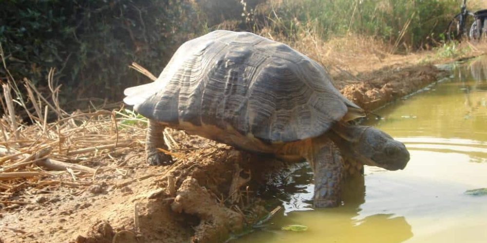 Greece - Mediterranean Sea Turtle Conservation7