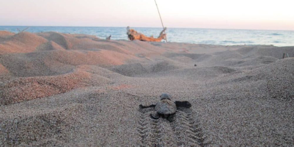Greece - Under 18 Sea Turtle Conservation15