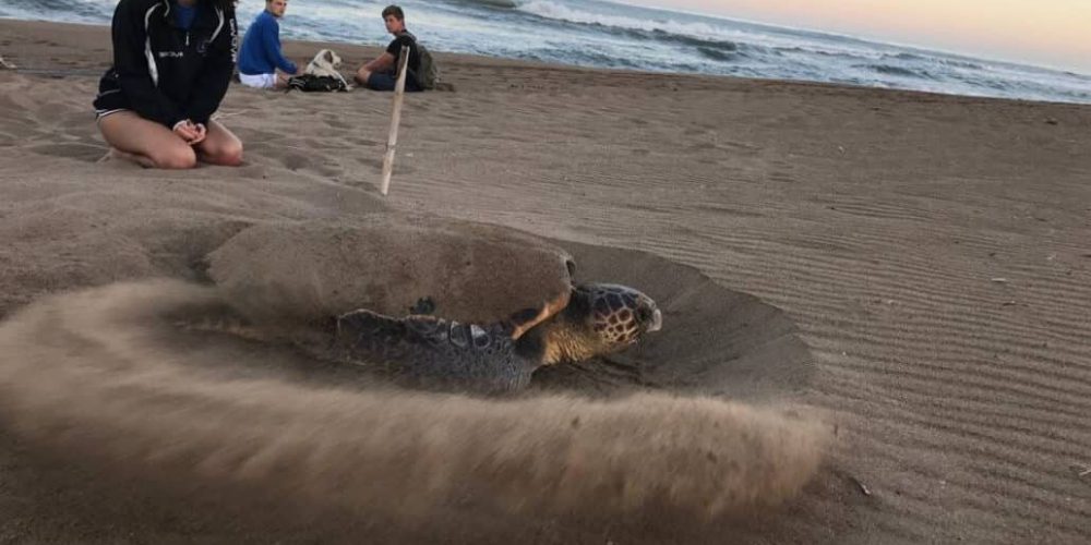 Greece - Under 18 Sea Turtle Conservation9