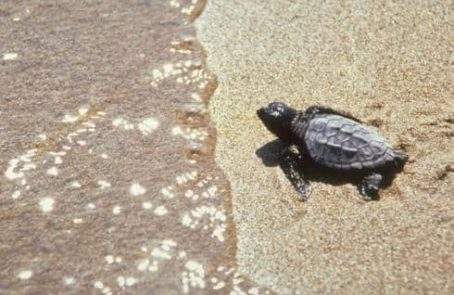 Greece-sea-turtle-conservation-main1