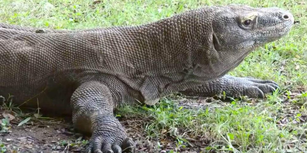 Indonesia - Komodo Dragon Conservation17