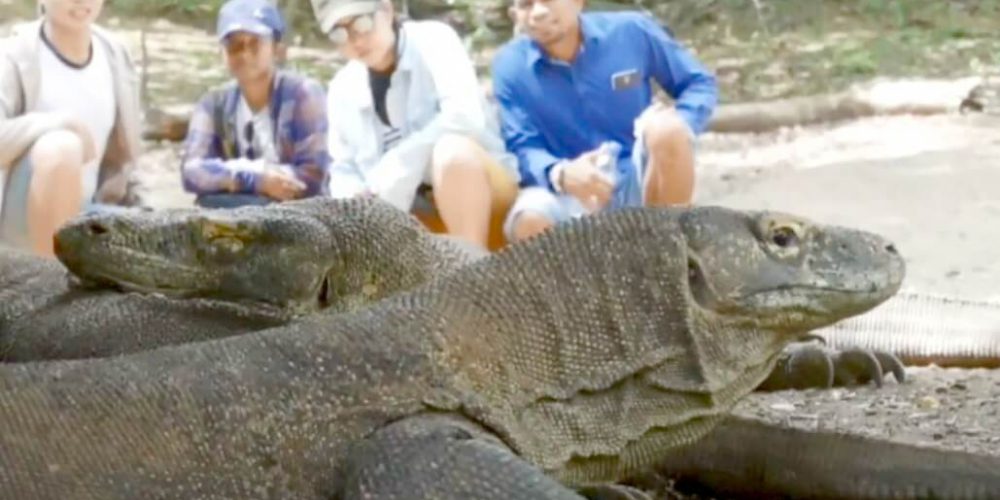 Indonesia - Komodo Dragon Conservation5