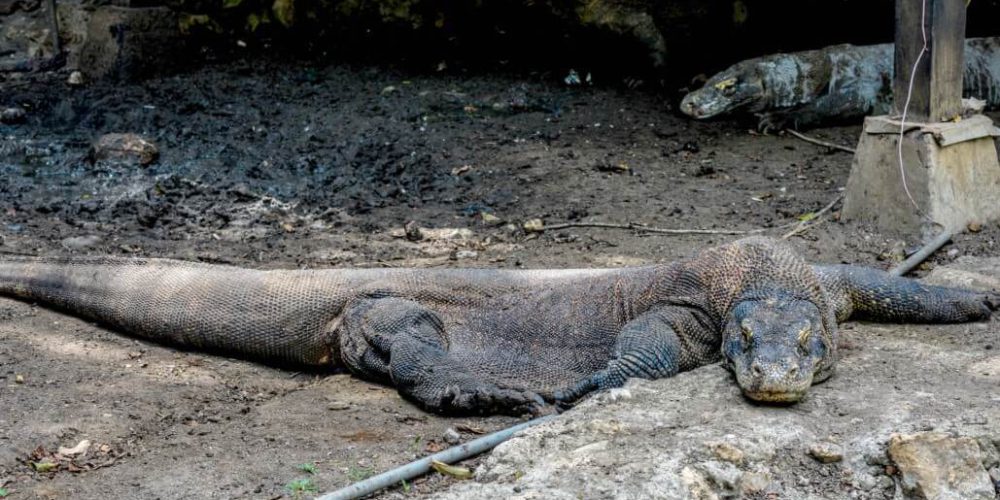 Indonesia - Komodo Dragon Conservation8