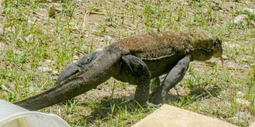 Indonesia - Komodo Dragon Conservation9