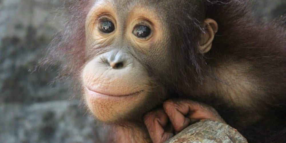 Indonesia - Orangutan and Wildlife Rescue Center2