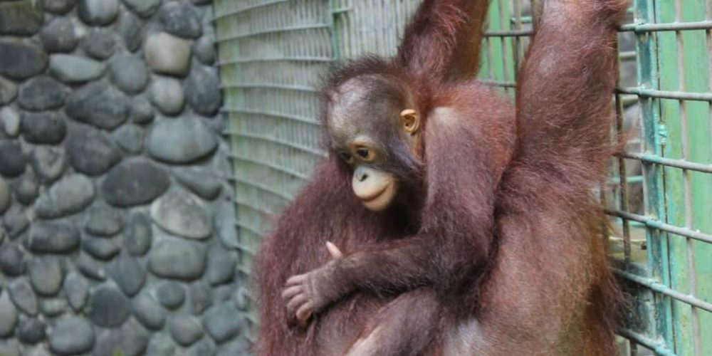 Indonesia - Orangutan and Wildlife Rescue Center20
