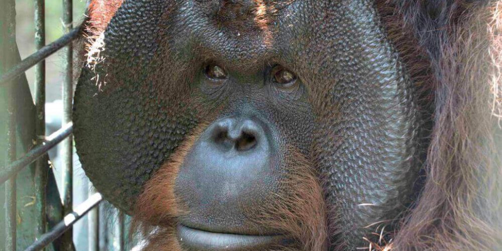 Indonesia - Orangutan and Wildlife Rescue Center23