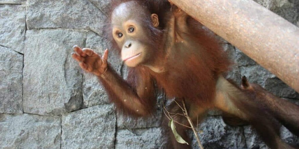 Indonesia - Orangutan and Wildlife Rescue Center25