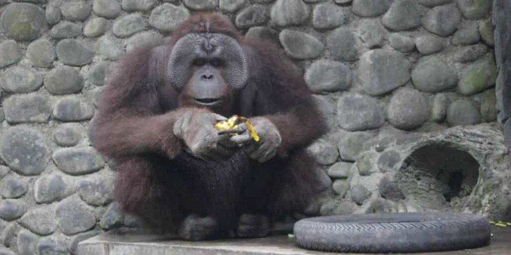 Indonesia - Orangutan and Wildlife Rescue Center40