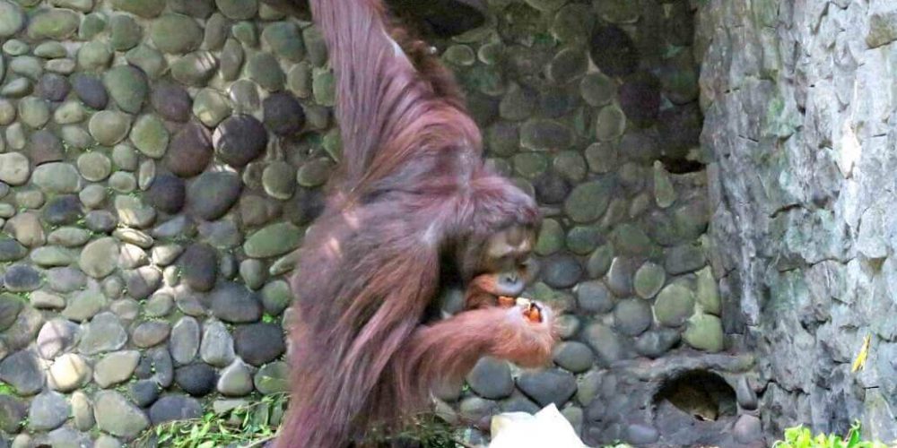 Indonesia - Orangutan and Wildlife Rescue Center42
