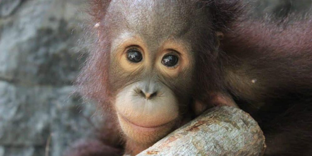 Indonesia - Orangutan and Wildlife Rescue Center5