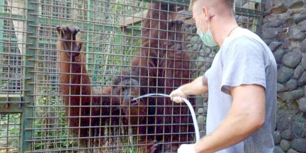 Indonesia - Orangutan and Wildlife Rescue Center6