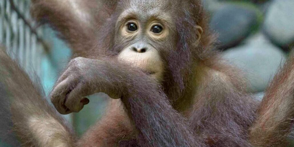 Indonesia - Orangutan and Wildlife Rescue Center7
