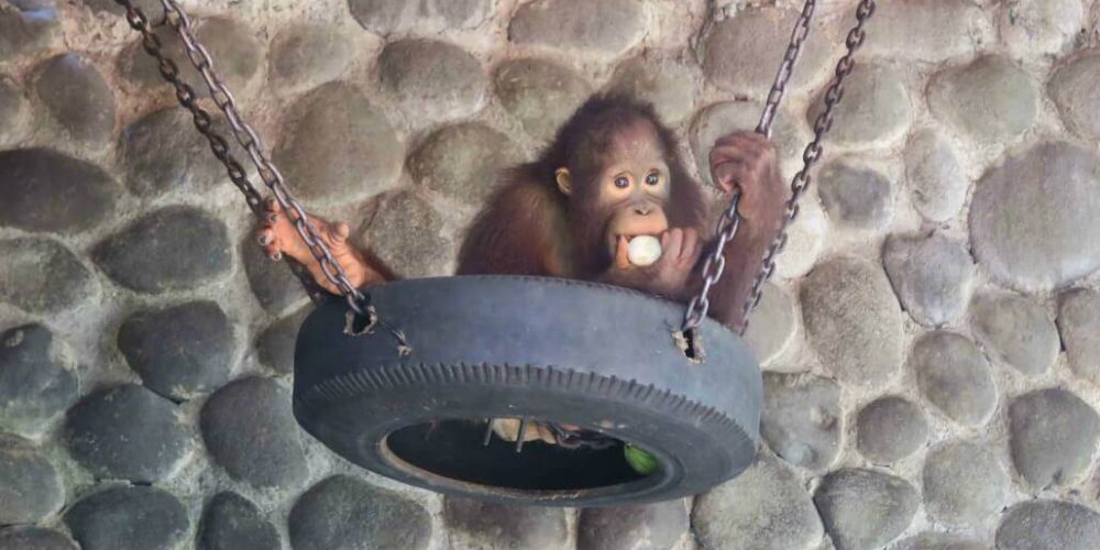 Indonesia - Orangutan and Wildlife Rescue Center8