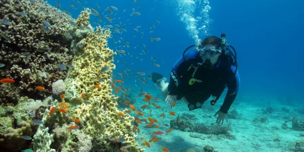 Israel - Coral Reef Conservation3