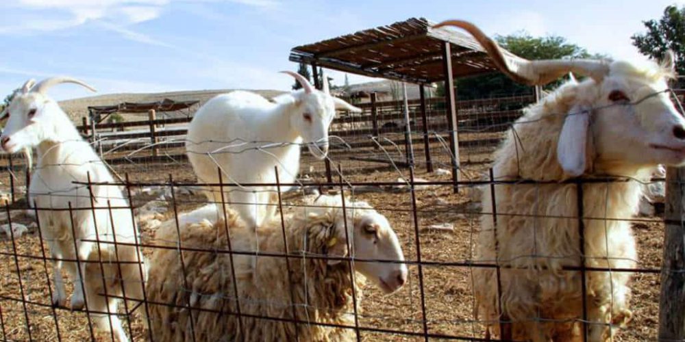 Israel - Desert Alpaca Farm1