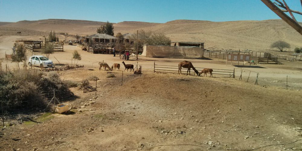 Israel - Desert Alpaca Farm14