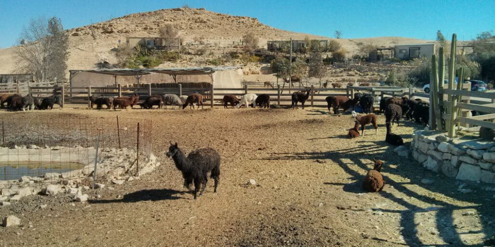 Israel - Desert Alpaca Farm15