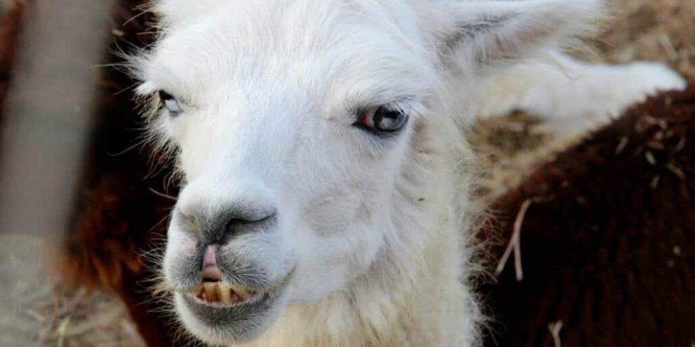 Israel - Desert Alpaca Farm18