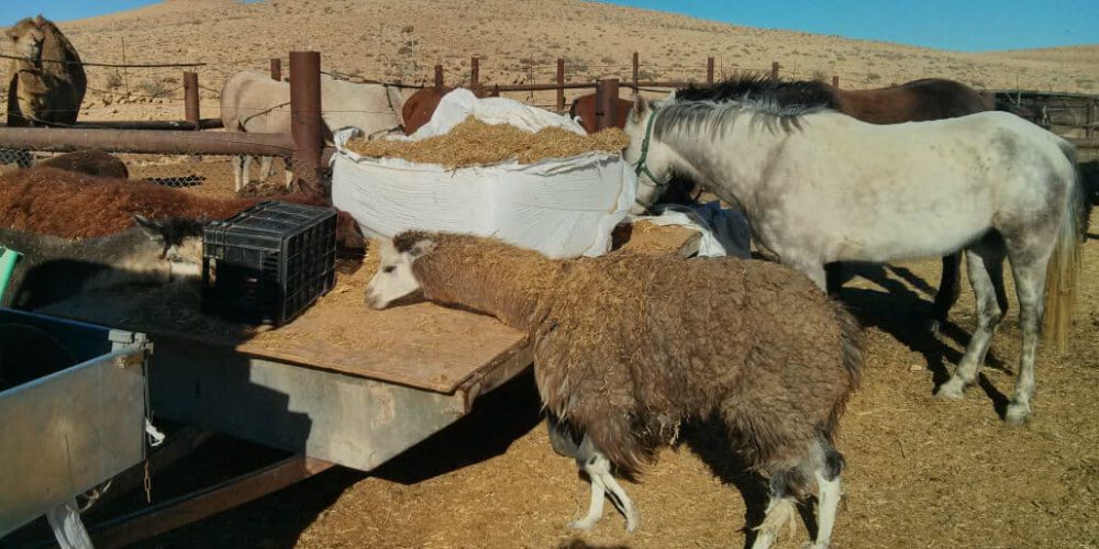 Israel - Desert Alpaca Farm19