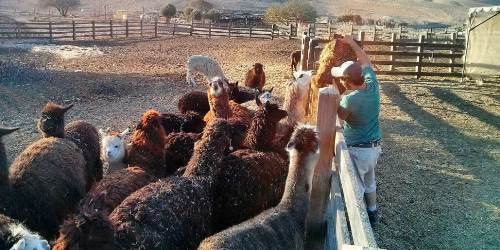 Israel - Desert Alpaca Farm2