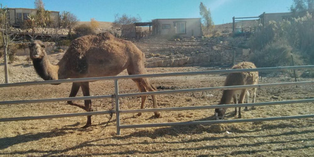 Israel - Desert Alpaca Farm21