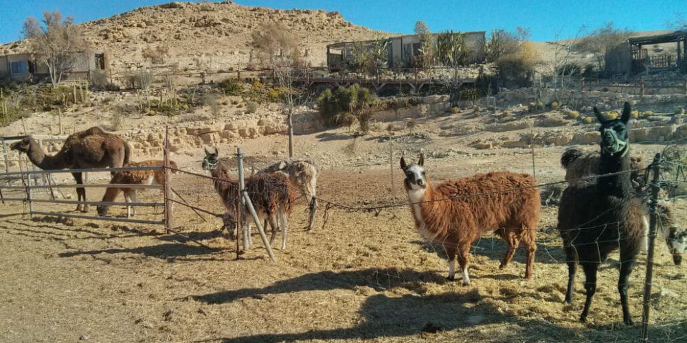 Israel - Desert Alpaca Farm23