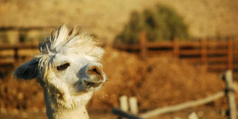 Israel - Desert Alpaca Farm24