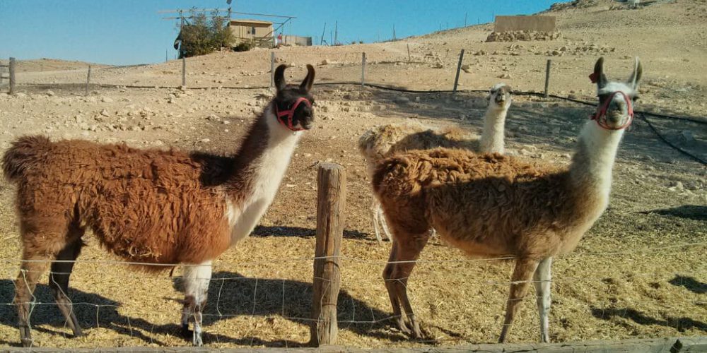 Israel - Desert Alpaca Farm7