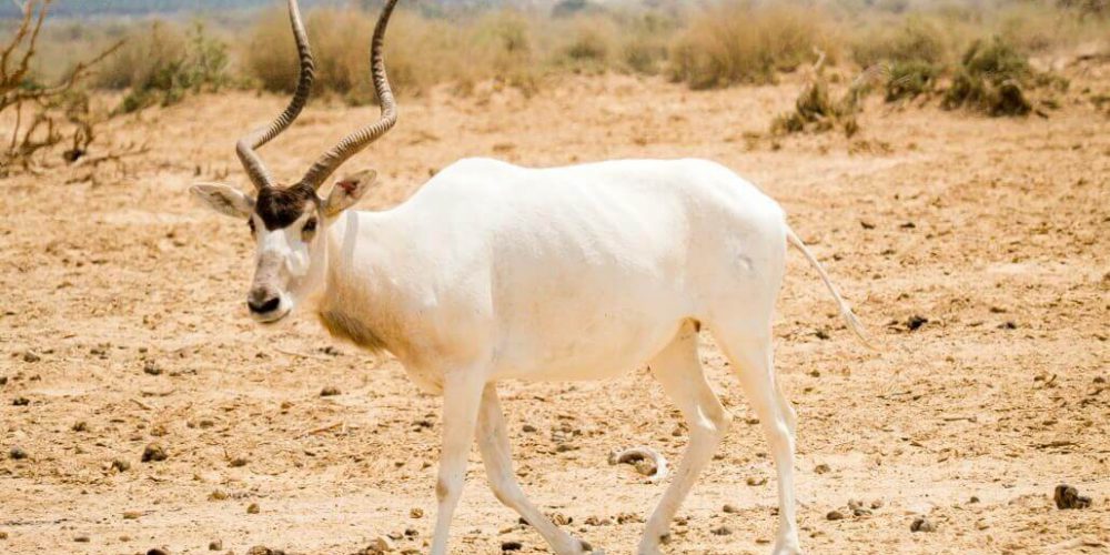 Israel - Desert Wildlife Program10