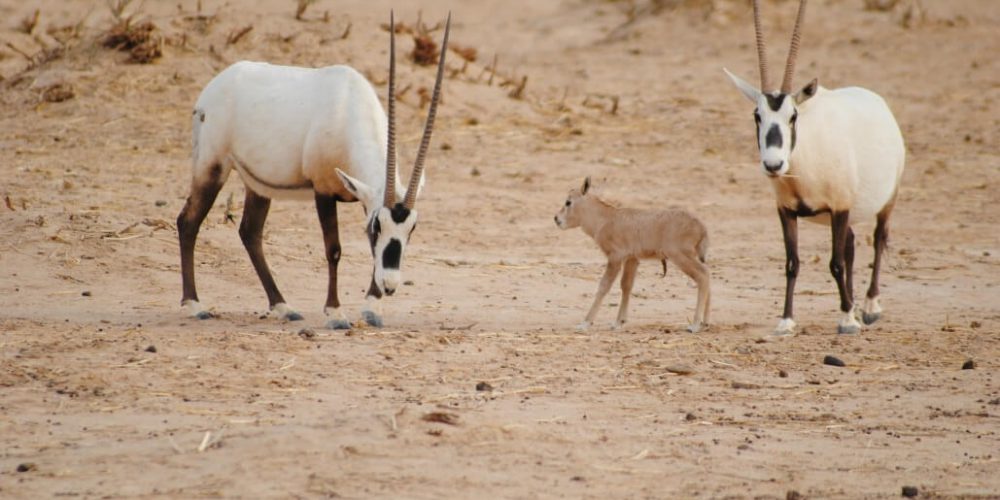Israel - Desert Wildlife Program14