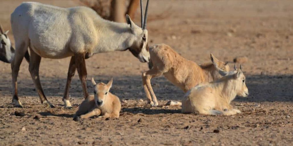 Israel - Desert Wildlife Program42