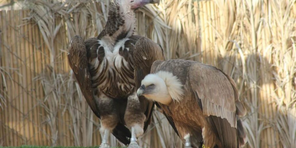 Israel - Desert Wildlife Program44