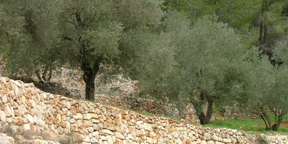 Israel - Sataf Ancient Agriculture15