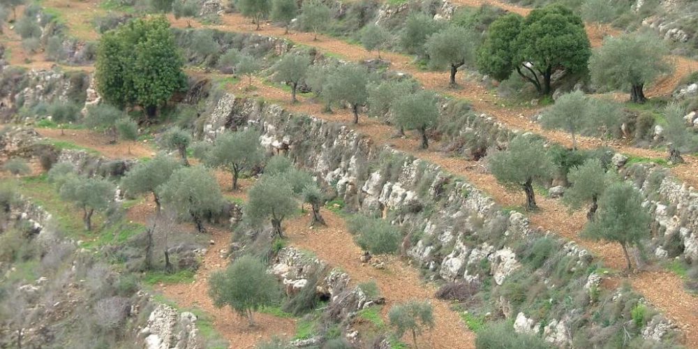 Israel - Sataf Ancient Agriculture17