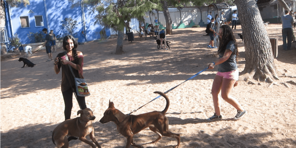 Israel - Tel Aviv Animal Shelter18