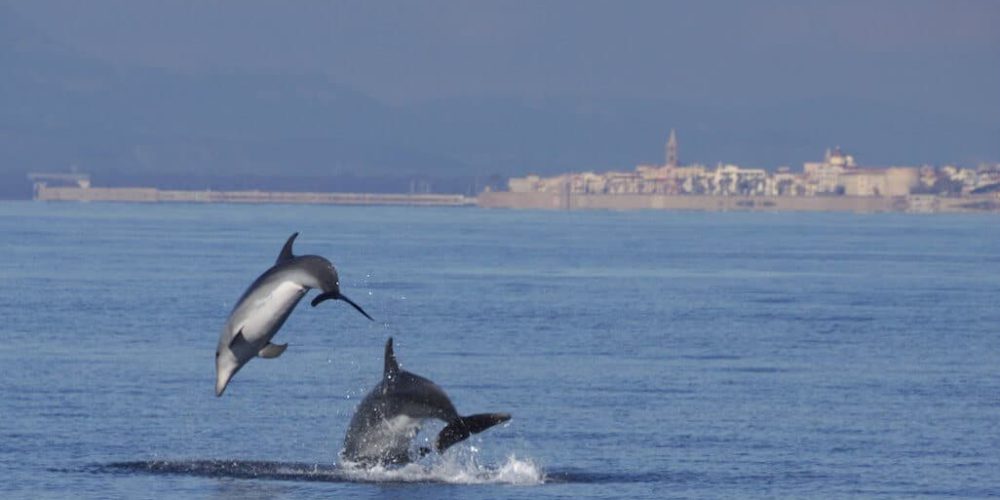 Italy - Dolphin and Marine Life Conservation in Sardinia12