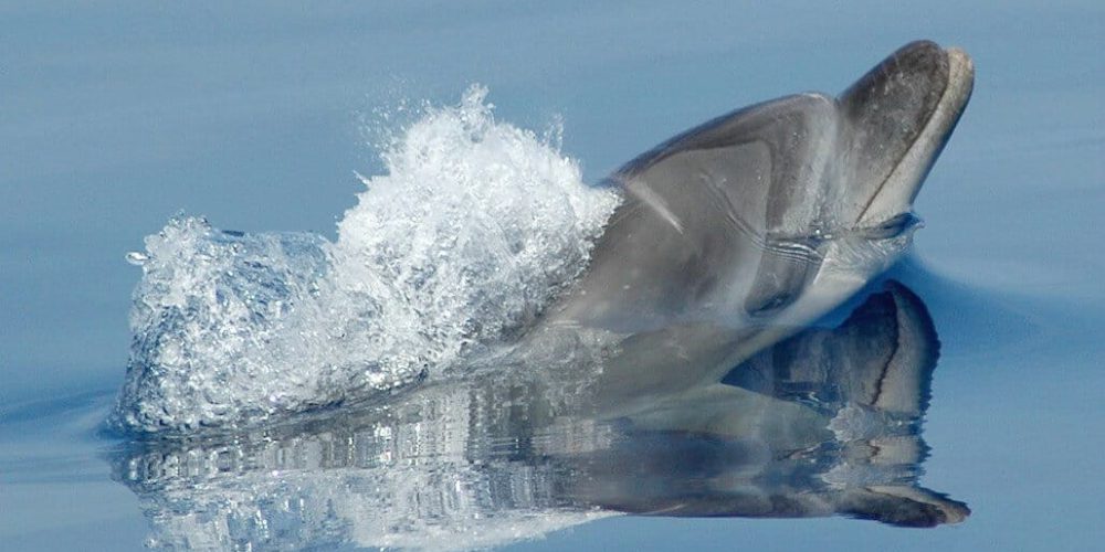 Italy - Dolphin and Marine Life Conservation in Sardinia17