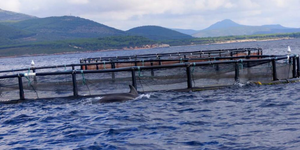 Italy - Dolphin and Marine Life Conservation in Sardinia18