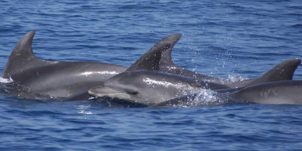 Italy - Dolphin and Marine Life Conservation in Sardinia19