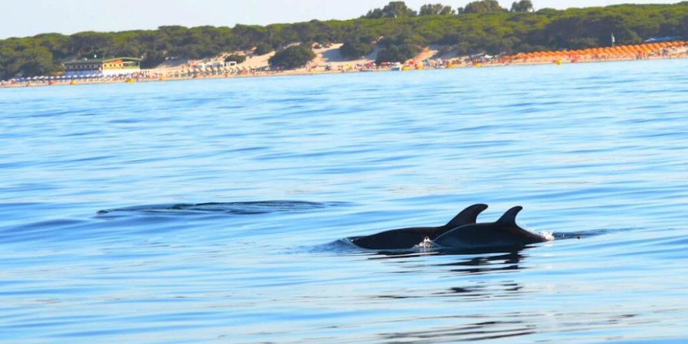 Italy - Dolphin and Marine Life Conservation in Sardinia23