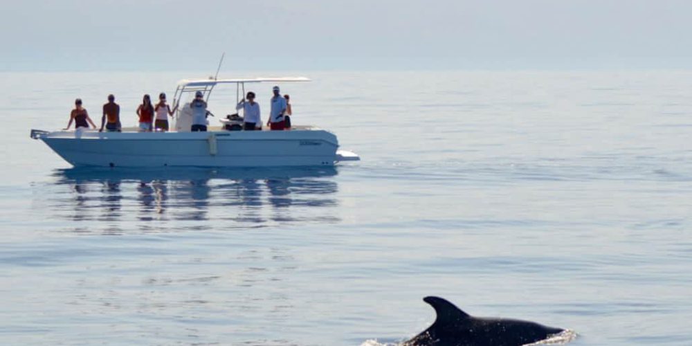 Italy - Dolphin and Marine Life Conservation in Sardinia25
